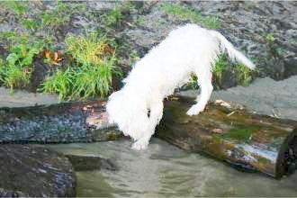 Flocke, der Wasserhund